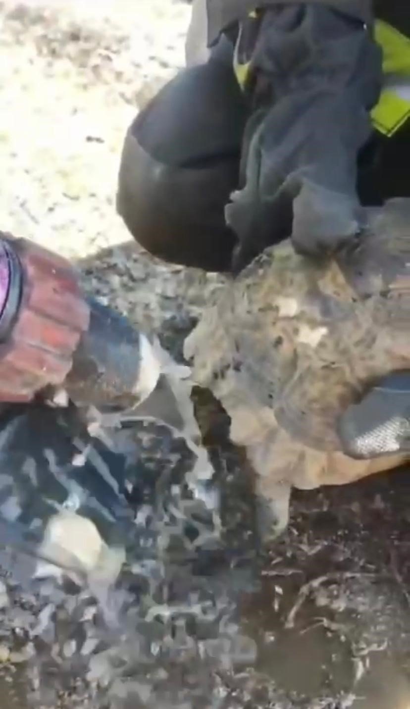 Mahsur Kalan Kaplumbağaları İtfaiye Kurtardı