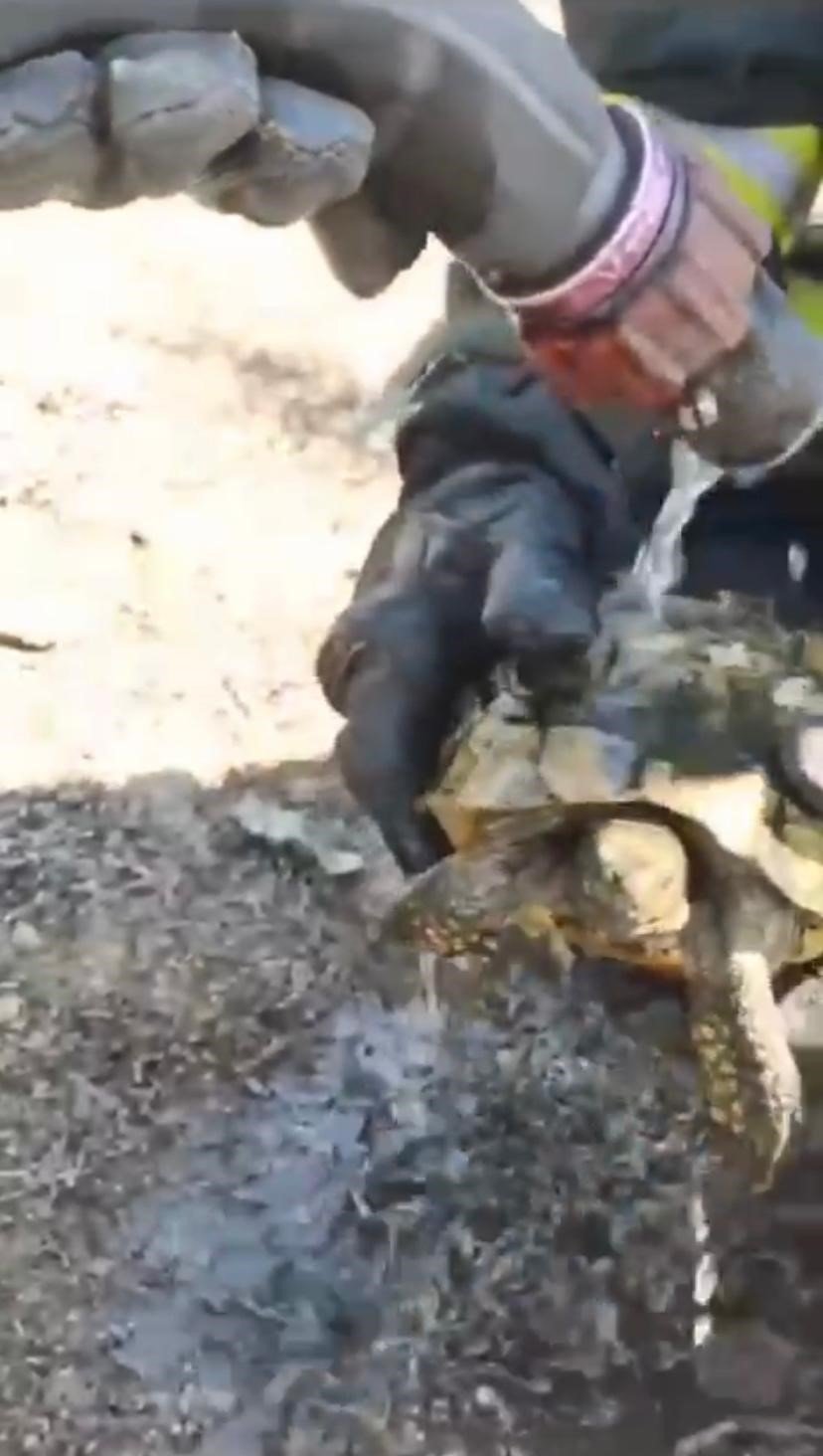 Mahsur Kalan Kaplumbağaları İtfaiye Kurtardı