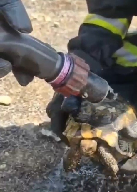 Mahsur Kalan Kaplumbağaları İtfaiye Kurtardı