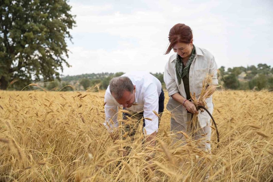 Silifke’de Atalık Sarı Buğday Hasadı Yapıldı