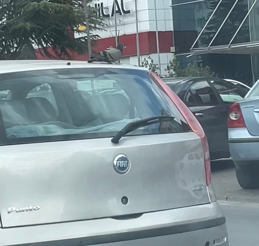 Güvercin Otomobilin Tavanına Kondu, Şehir Turu Attı