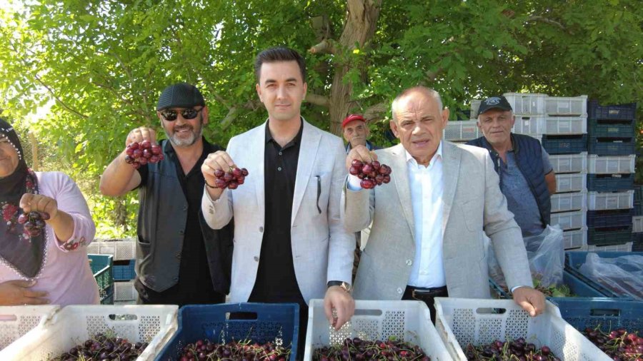 Dünya Sofralarını Süsleyen Yahyalı Kirazının Hasadı Başladı