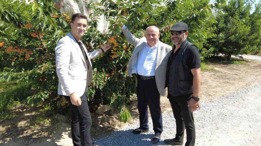 Dünya Sofralarını Süsleyen Yahyalı Kirazının Hasadı Başladı