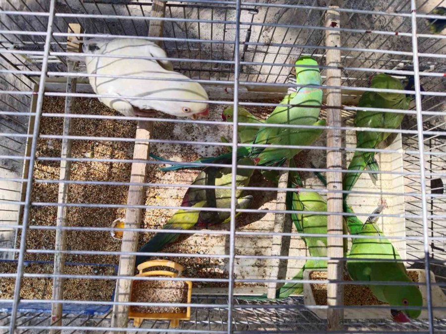 Pazar Yerinde Satışa Çıkarılan 17 Adet Sultan Papağanı Ve 7 Adet Pakistan Papağanına El Konuldu