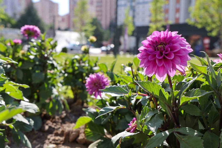 Mevlana Meydanı Rengarenk
