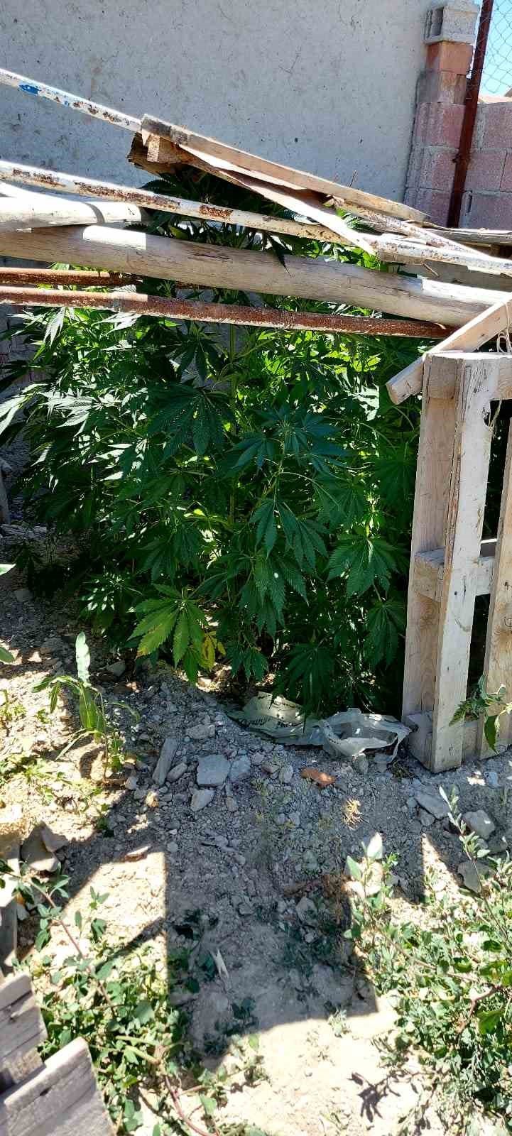 Konya’da 40 Kök Kenevir Ele Geçirildi