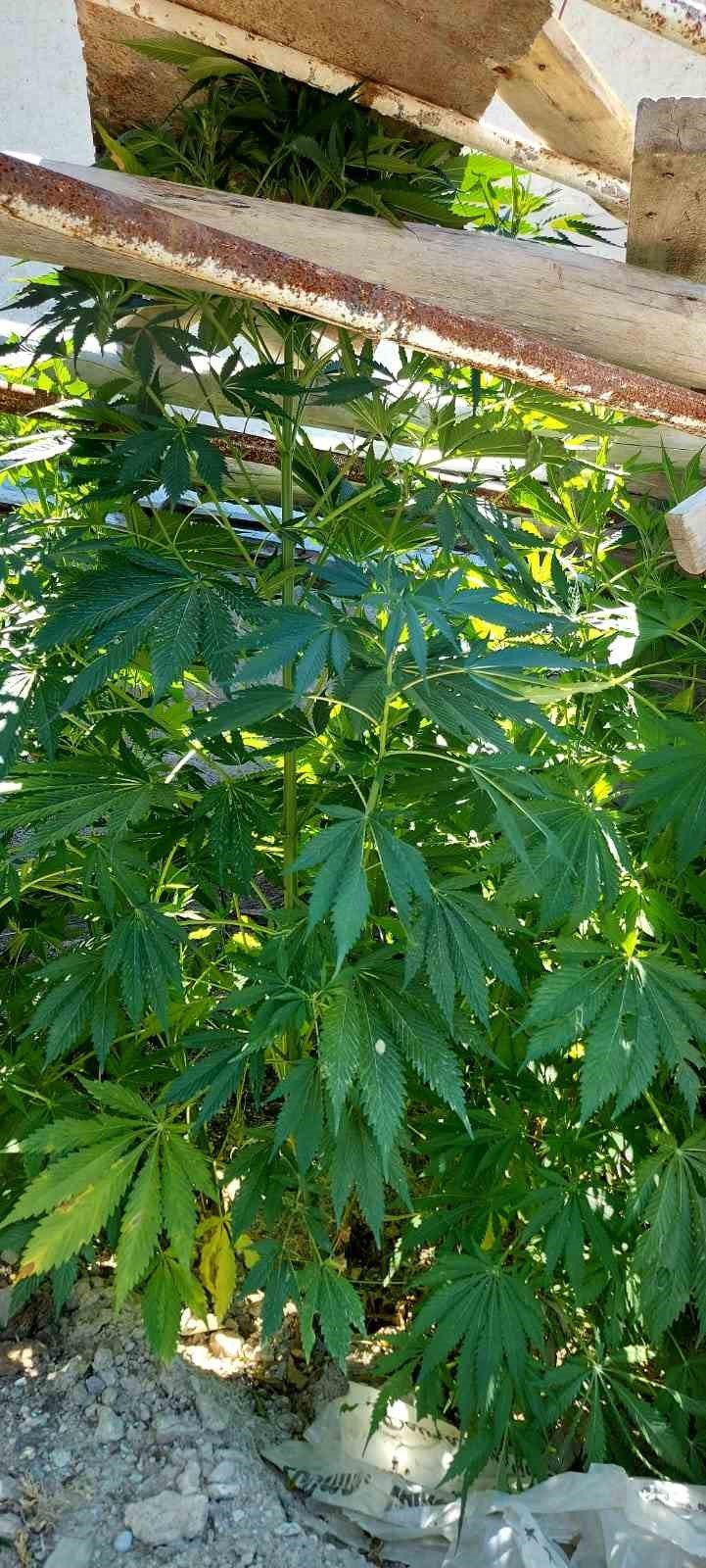 Konya’da 40 Kök Kenevir Ele Geçirildi