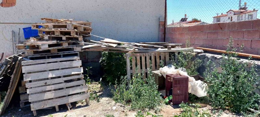 Konya’da 40 Kök Kenevir Ele Geçirildi