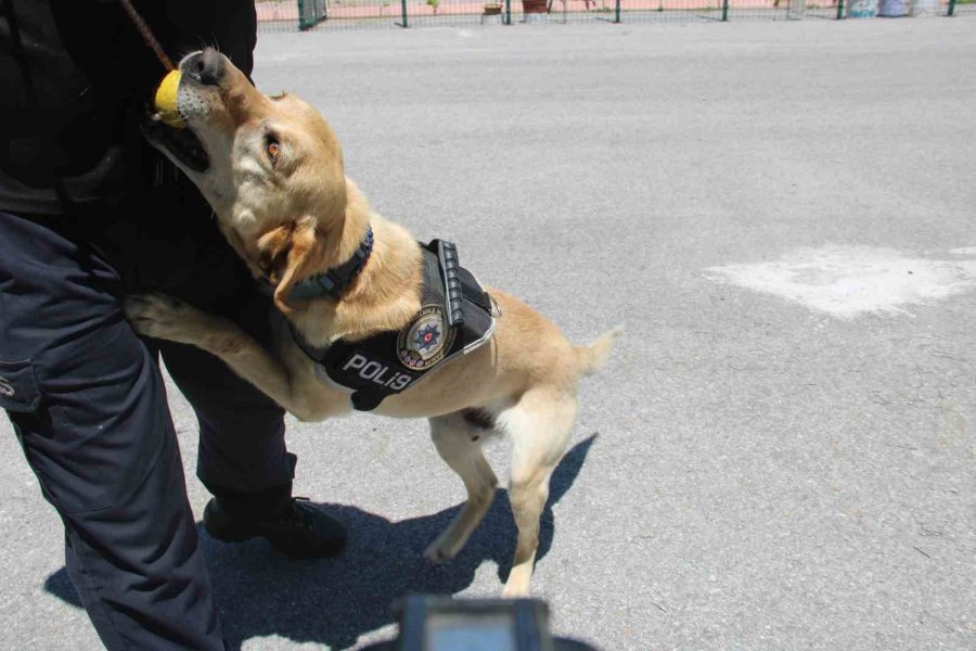 Uyuşturucu Tacirlerinin Korkulu Rüyası ’jack’