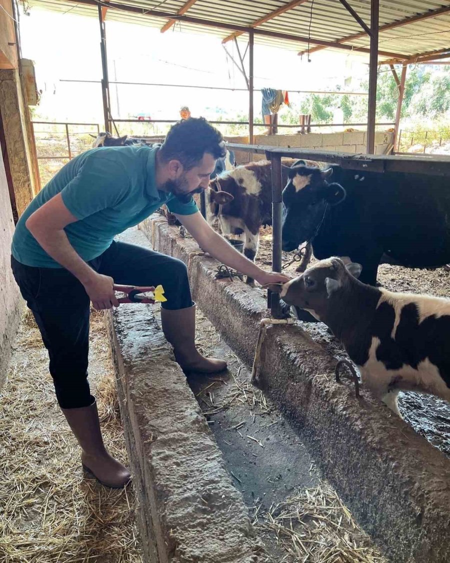 Gazipaşa’da 7 Bin Hayvan Aşılandı