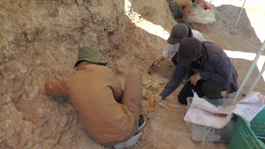 7,5 Milyon Yıllık Kazılarda İnsan Arayışı Devam Ediyor