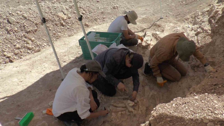 7,5 Milyon Yıllık Kazılarda İnsan Arayışı Devam Ediyor