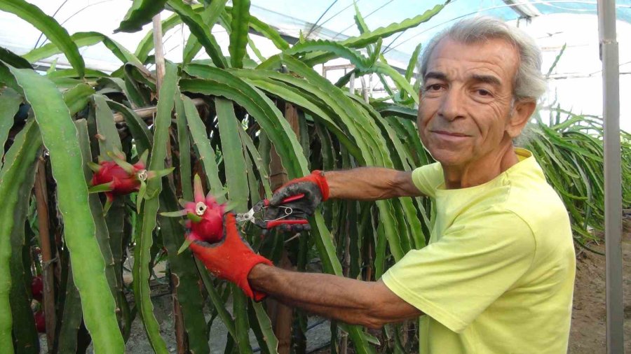 Mersin’de Ejder Meyvesinin Hasadı Başladı