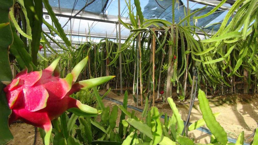 Mersin’de Ejder Meyvesinin Hasadı Başladı