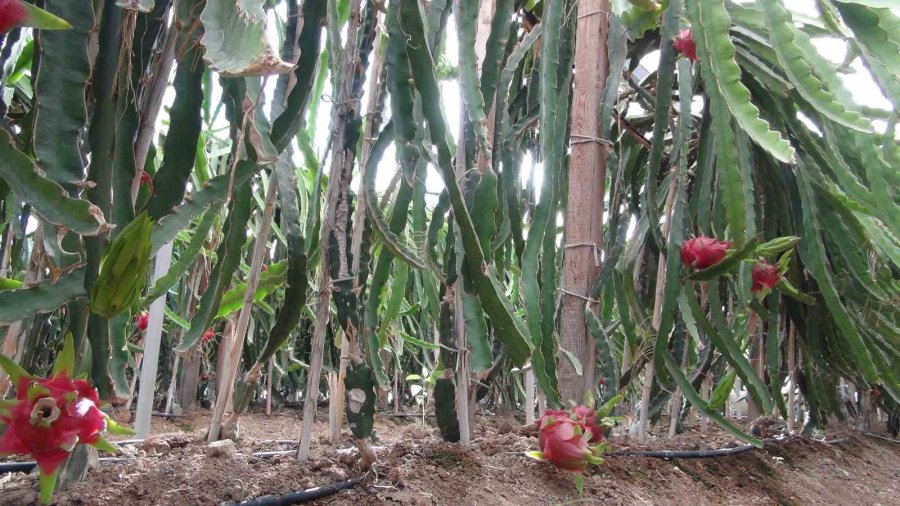 Mersin’de Ejder Meyvesinin Hasadı Başladı