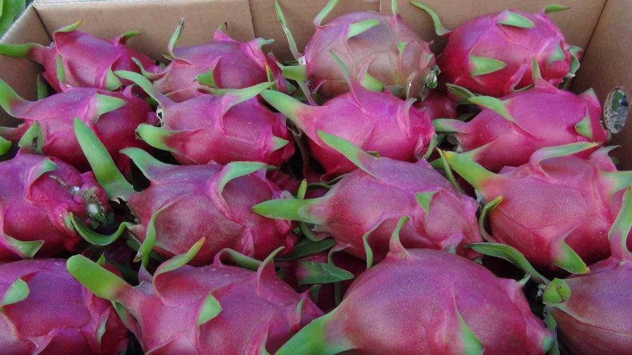 Mersin’de Ejder Meyvesinin Hasadı Başladı