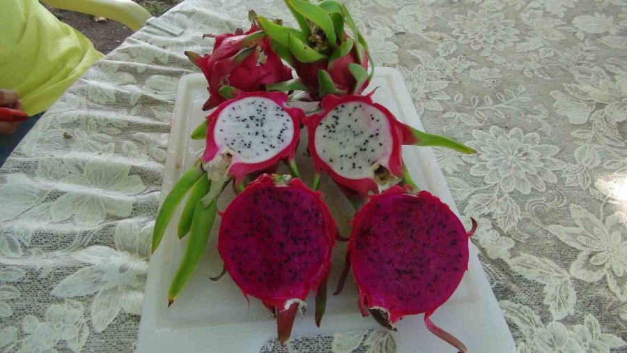 Mersin’de Ejder Meyvesinin Hasadı Başladı