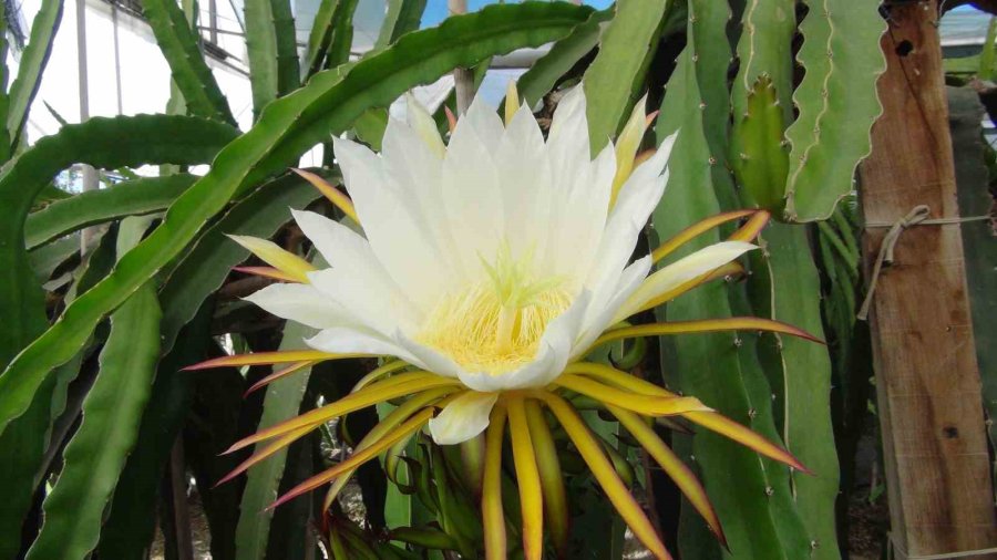 Mersin’de Ejder Meyvesinin Hasadı Başladı