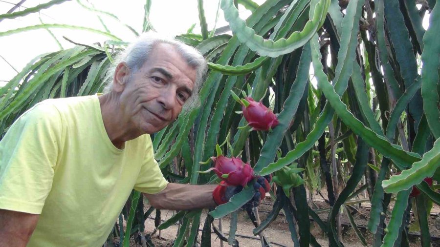 Mersin’de Ejder Meyvesinin Hasadı Başladı