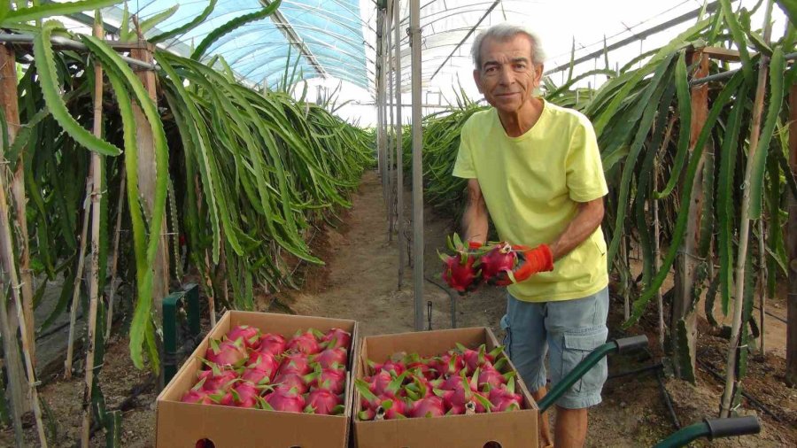Mersin’de Ejder Meyvesinin Hasadı Başladı