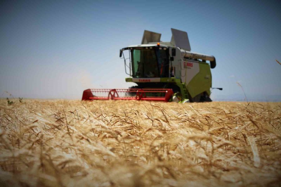 Tahıl Ambarında 2 Milyon 400 Bin Ton Buğday Rekoltesi Beklentisi