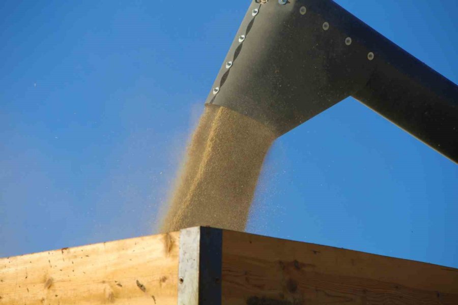 Tahıl Ambarında 2 Milyon 400 Bin Ton Buğday Rekoltesi Beklentisi