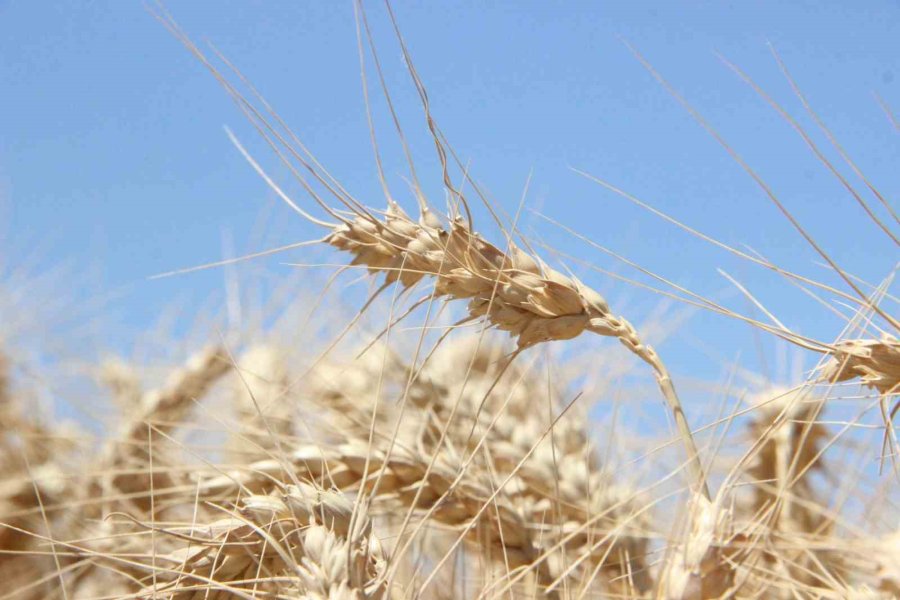 Karaman’da Alicantus Ekmeklik Buğdayın Hasadı Yapıldı