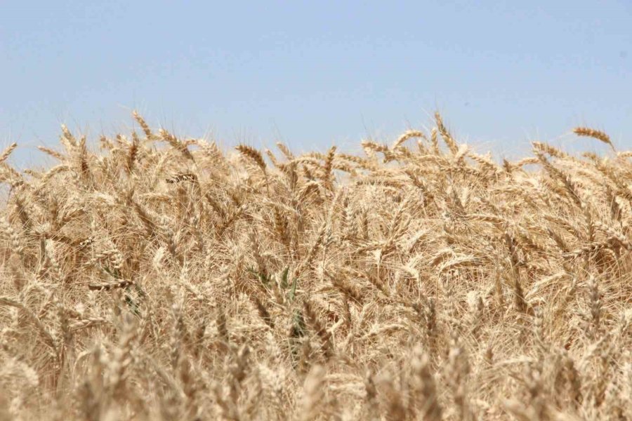 Karaman’da Alicantus Ekmeklik Buğdayın Hasadı Yapıldı
