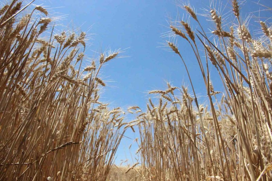 Karaman’da Alicantus Ekmeklik Buğdayın Hasadı Yapıldı