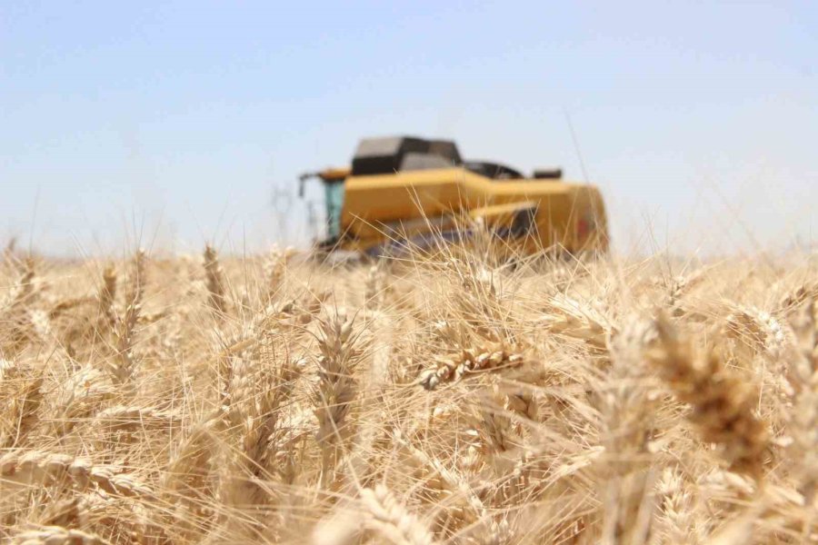 Karaman’da Alicantus Ekmeklik Buğdayın Hasadı Yapıldı