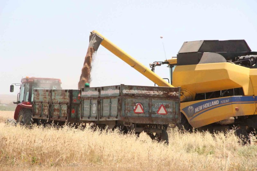 Karaman’da Alicantus Ekmeklik Buğdayın Hasadı Yapıldı