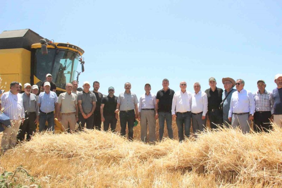 Karaman’da Alicantus Ekmeklik Buğdayın Hasadı Yapıldı