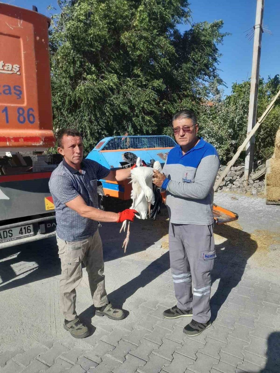 Ayağına İp Bağlanan Yavru Leylek Kurtarıldı