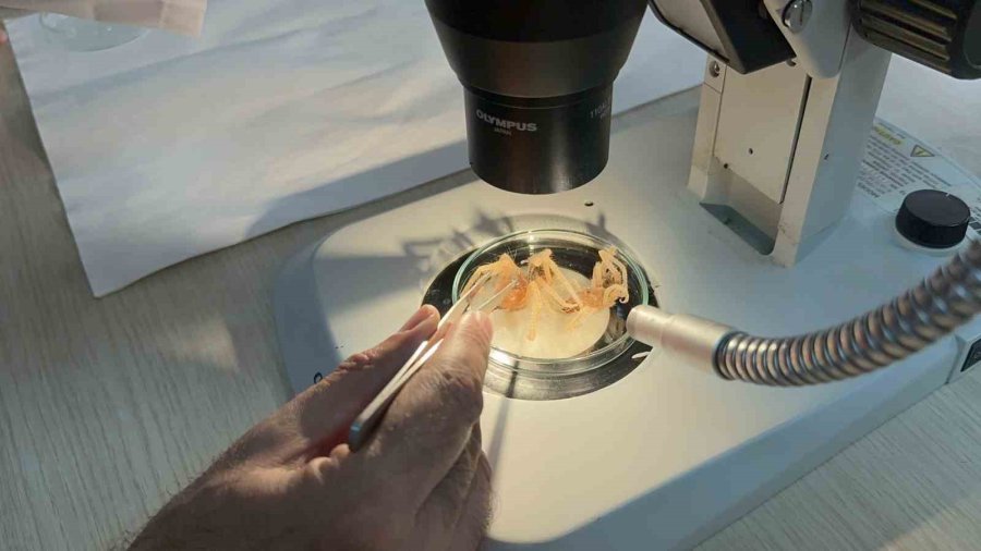 Uzman Uyardı; ‘sarıkız’ Böceğine Dikkat