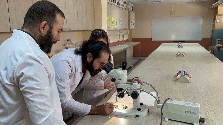 Uzman Uyardı; ‘sarıkız’ Böceğine Dikkat