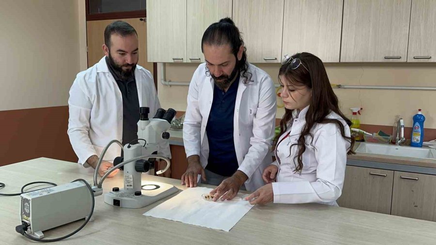 Uzman Uyardı; ‘sarıkız’ Böceğine Dikkat