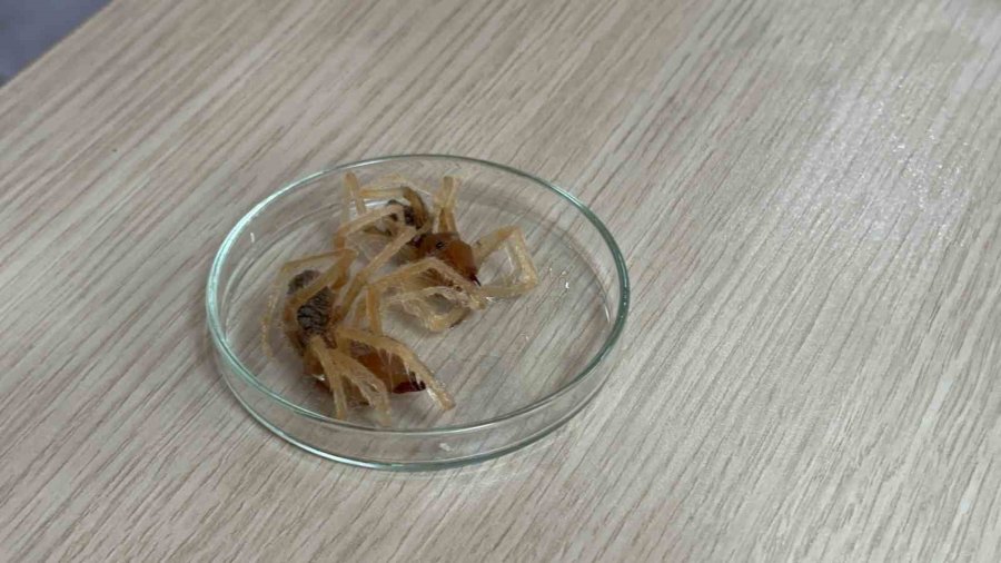 Uzman Uyardı; ‘sarıkız’ Böceğine Dikkat