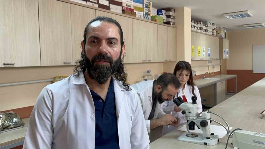 Uzman Uyardı; ‘sarıkız’ Böceğine Dikkat