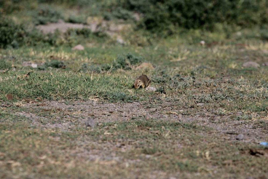 Havalar Isındı Sincaplar Ortaya Çıktı