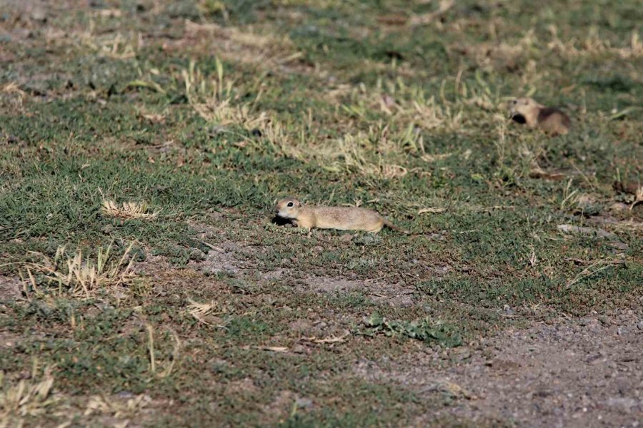 Havalar Isındı Sincaplar Ortaya Çıktı