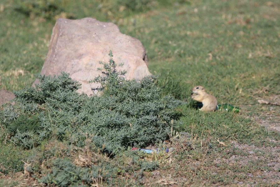 Havalar Isındı Sincaplar Ortaya Çıktı