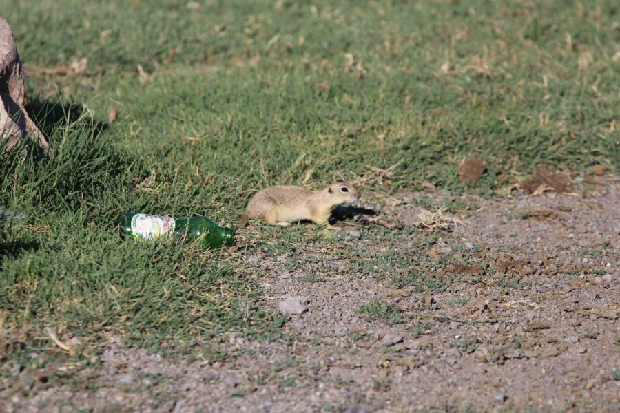 Havalar Isındı Sincaplar Ortaya Çıktı