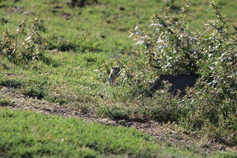 Havalar Isındı Sincaplar Ortaya Çıktı