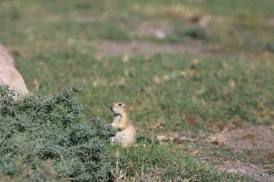 Havalar Isındı Sincaplar Ortaya Çıktı
