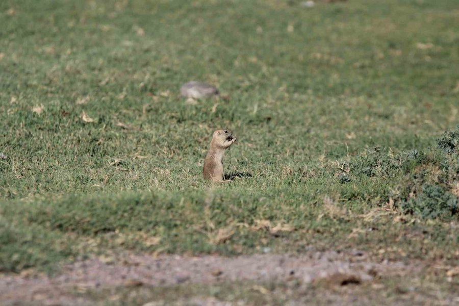 Havalar Isındı Sincaplar Ortaya Çıktı