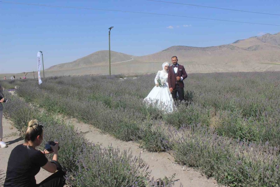 Lavanta Bahçesi Gelin Ve Damatların Uğrak Noktası Oldu