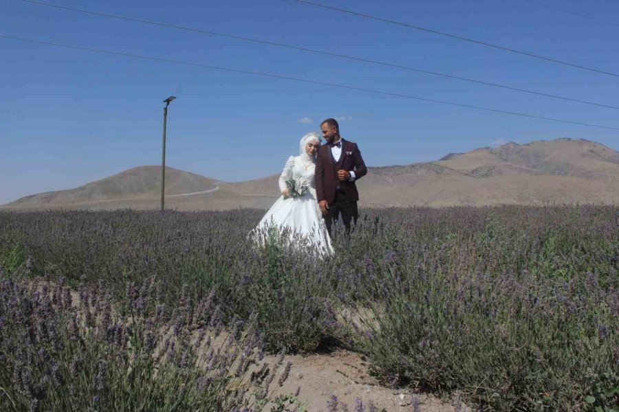 Lavanta Bahçesi Gelin Ve Damatların Uğrak Noktası Oldu