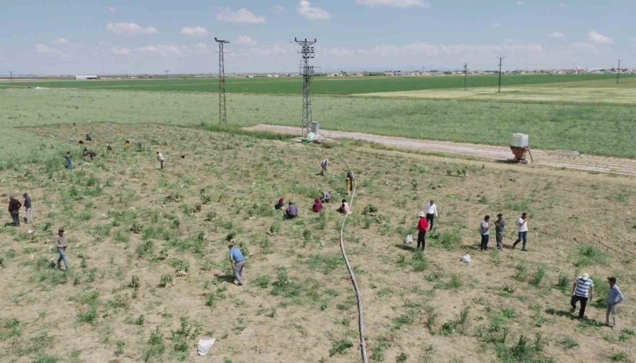 Rusya Ve Almanya’nın Organik Antibiyotiği Aksaray’dan