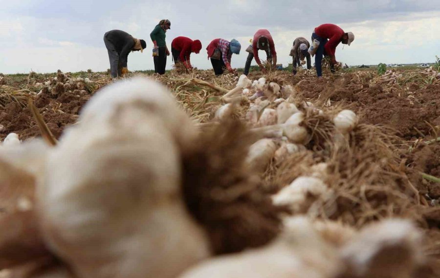 Rusya Ve Almanya’nın Organik Antibiyotiği Aksaray’dan