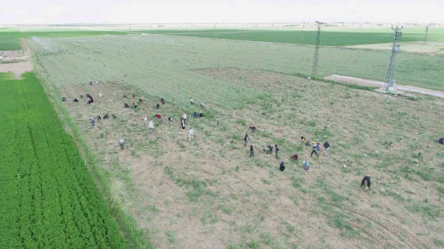 Rusya Ve Almanya’nın Organik Antibiyotiği Aksaray’dan